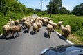 Sheep Flock Royalty Free Stock Photo