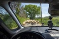 Sheep Flock Royalty Free Stock Photo