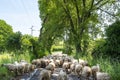 Sheep Flock Royalty Free Stock Photo