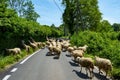 Sheep Flock Royalty Free Stock Photo
