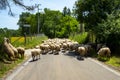 Sheep Flock Royalty Free Stock Photo