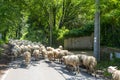 Sheep Flock Royalty Free Stock Photo