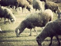 Sheep flock Royalty Free Stock Photo