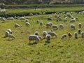 Sheep flock with shepherd