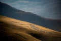 Sheep flock and shepherd on a hill