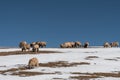 Sheep flock on snowy hillside against a blue sky Royalty Free Stock Photo