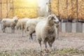 Sheep flock standing on farmland Royalty Free Stock Photo