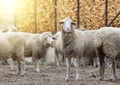 Sheep flock standing on farmland Royalty Free Stock Photo