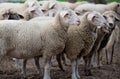 Sheep flock standing on farmland Royalty Free Stock Photo