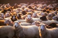 Sheep flock in warm light, varying in color, serene and fluffy