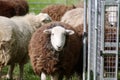 Sheep flocking on pasture