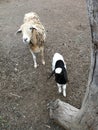 Sheep farm, sheep and lamb on the ground