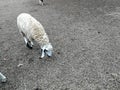 Sheep farm, sheep and lamb on the ground