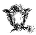 Sheep and flower Royalty Free Stock Photo