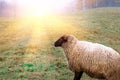 Sheep in the fog early in the morning on a pasture Royalty Free Stock Photo