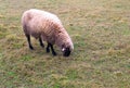 Sheep in the fog early in the morning on a pasture Royalty Free Stock Photo