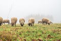 Sheep in the fog early in the morning on a pasture Royalty Free Stock Photo