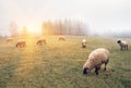 Sheep in the fog early in the morning on a pasture Royalty Free Stock Photo