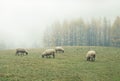 Sheep in the fog early in the morning on a pasture Royalty Free Stock Photo