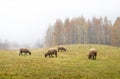 Sheep in the fog early in the morning on a pasture Royalty Free Stock Photo