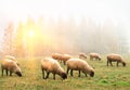 Sheep in the fog early in the morning on a pasture Royalty Free Stock Photo