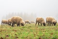 Sheep in the fog early in the morning on a pasture Royalty Free Stock Photo