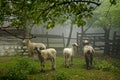 Sheep on foggy morning (ovis aries)
