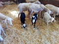 .a sheep is in the foreground in the photograph, she is smelling the hand of a human out of curiosity