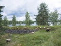 Sheep in former fortification SÃÂ¤rnÃÂ¤koski in central Finland