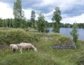 Sheep in former fortification SÃÂ¤rnÃÂ¤koski in central Finland Royalty Free Stock Photo