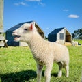 Lamb is bleating in the farm. Royalty Free Stock Photo
