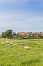 Sheep in front of colorful houses in Marken
