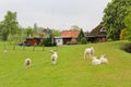 Sheep in front of an idyllic typical German farmhouse