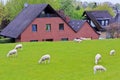 Sheep in front of an idyllic typical German farmhouse