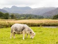 Sheep in front of Langdale Pikes in Lake District Royalty Free Stock Photo