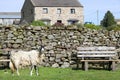 Sheep in front of stone wall