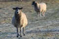 Sheep with a frosty back Royalty Free Stock Photo