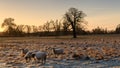 Sheep with a frosty back Royalty Free Stock Photo