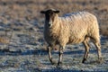 Sheep with a frosty back Royalty Free Stock Photo