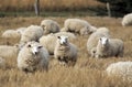 Sheep with full fleece of wool ready for summer shearing Royalty Free Stock Photo