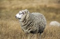 Sheep with full fleece of wool ready for summer shearing Royalty Free Stock Photo