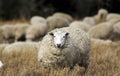 Sheep with full fleece of wool ready for summer shearing Royalty Free Stock Photo