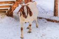 Sheep with funny ear is standing on white background and looking at the camera. Winter day in rustic village. Ewe and lamb farm Royalty Free Stock Photo