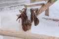 Sheep with funny ear is standing on white background and looking at the camera. Winter day in rustic village. Royalty Free Stock Photo