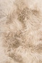 Sheep fur Natural color sheepskin rug background texture Royalty Free Stock Photo