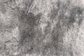 Sheep fur Natural grey sheepskin rug background texture Royalty Free Stock Photo