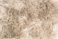 Sheep fur Natural sheepskin rug background