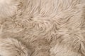 Sheep fur Natural sheepskin background Wool texture Royalty Free Stock Photo