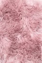 Sheep fur pink sheepskin rug background Royalty Free Stock Photo