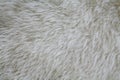 Sheep fur texture